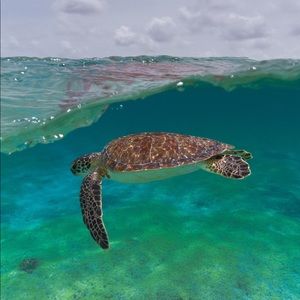 Meet your Posher, Cameron